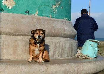 Dog sitting on ground