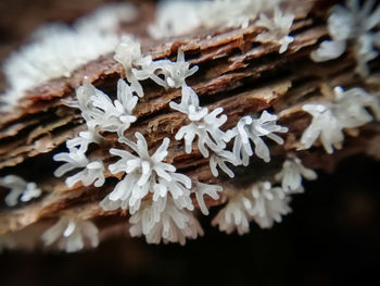 Close-up of snow on plant