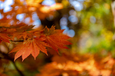 Close-up of maple leaves on tree