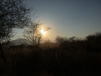 Silhouette of trees at sunset