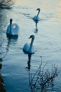 Swans swimming in lake