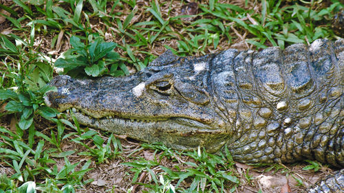 Close-up of lizard on field