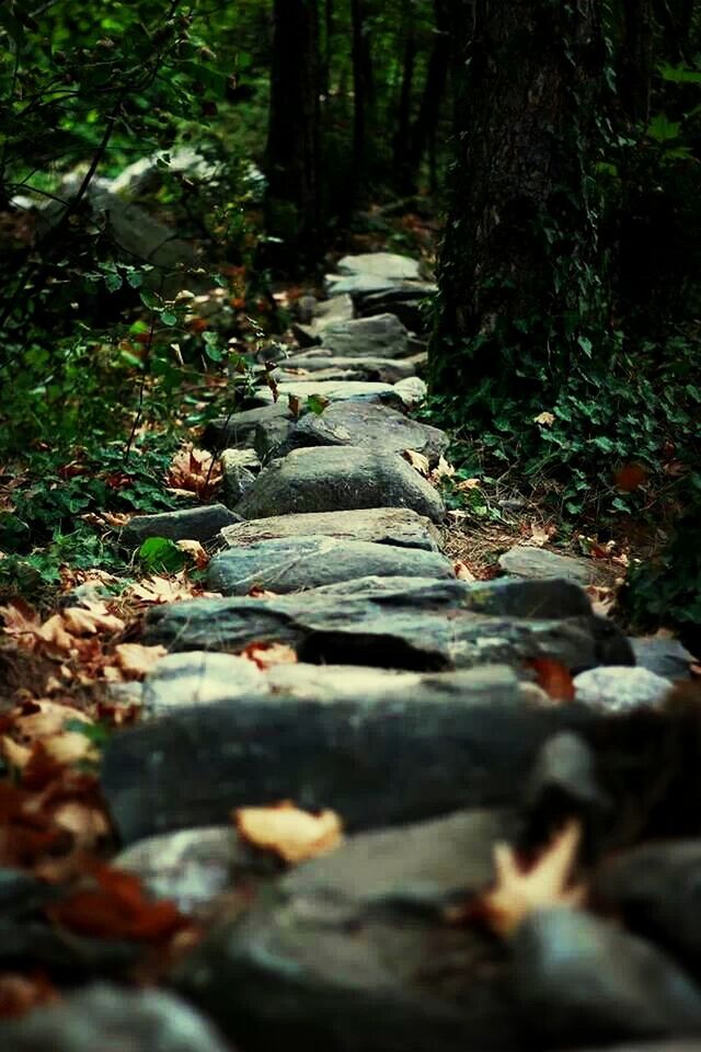 the way forward, forest, tree, surface level, leaf, nature, selective focus, tranquility, wood - material, growth, footpath, fallen, tree trunk, diminishing perspective, outdoors, stream, no people, day, falling, plant