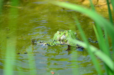 Close-up of duck swimming in lake