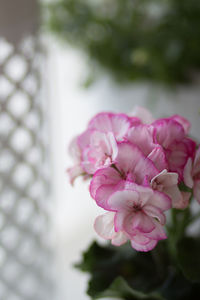 Close-up of pink flowering plant