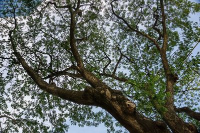 Low angle view of trees against sky