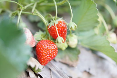 Close-up of strawberry