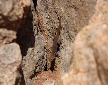 Close-up of insect on tree trunk