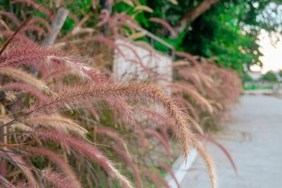 Close-up of pine tree on field