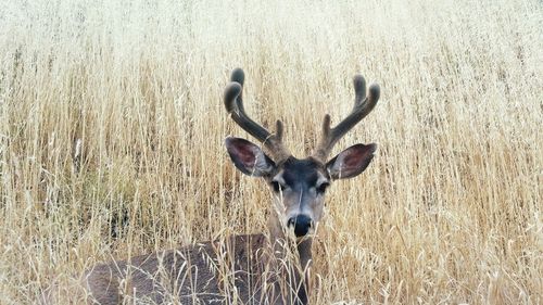 Portrait of deer standing on grass