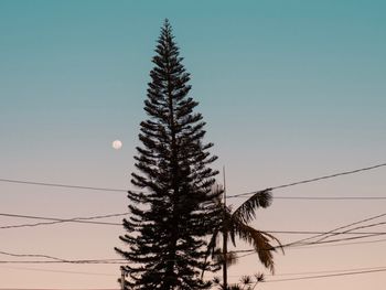 Low angle view of silhouette tree against sky during sunset