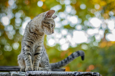 Close-up of a cat looking away