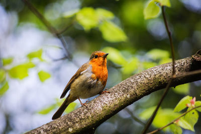 Bird perching on a tree