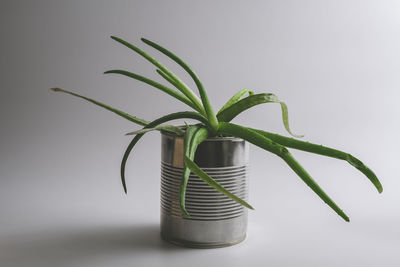 Close-up of plant against white background