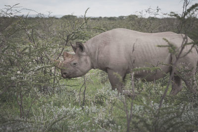 Side view of rhino on field against sky