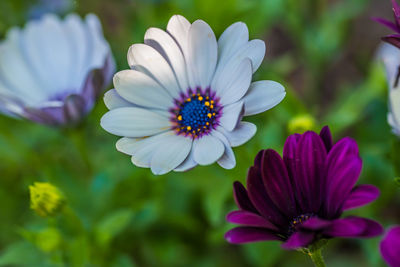 Close-up of osteospermum blooming outdoors