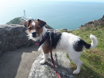 Dog in a sea