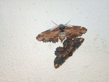 Close-up of insect on white surface