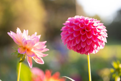 Close-up of pink dahlia flowers