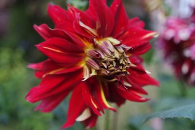 Close-up of pink flower growing outdoors