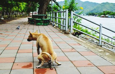 Cat looking away on footpath