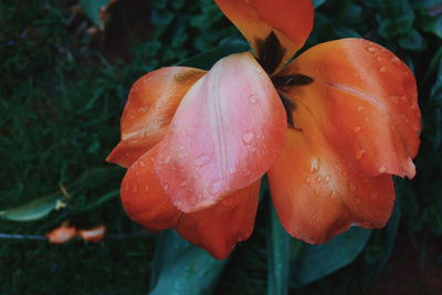 Close-up of orange flowers