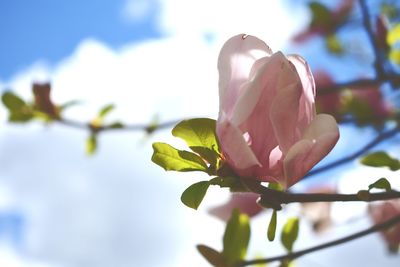 Close-up of pink cherry blossom against sky