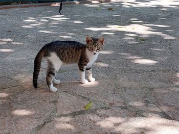 High angle portrait of tabby cat on street