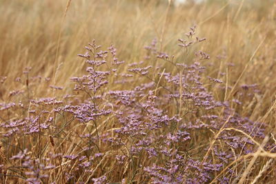 Close-up of flowering plants on field