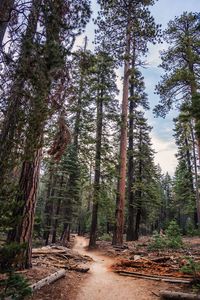 Trees in forest against sky