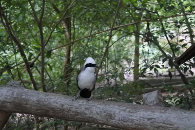 Bird perching on a tree