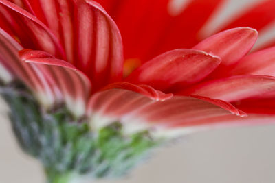Close-up of red gerbera daisy against beige background