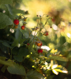 Close-up of red berries on plant