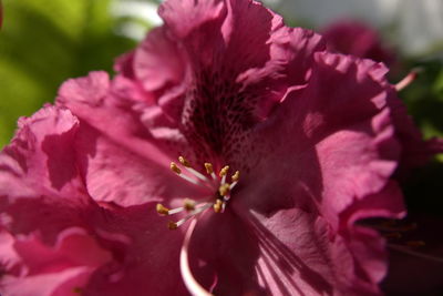 Close-up of pink flower