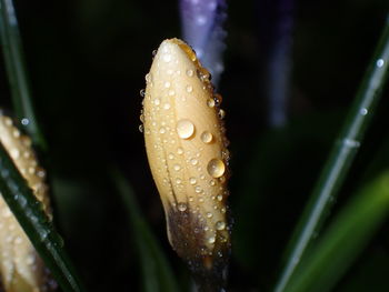 Close-up of raindrops on flower