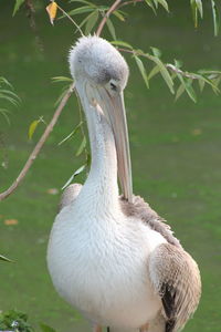 Close-up of a bird