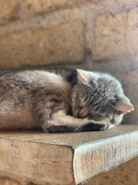 Close-up of a cat sleeping