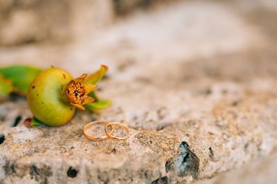 Close-up of fruit on rock