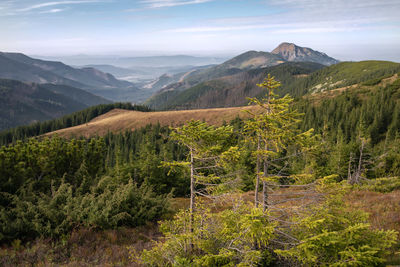 environment