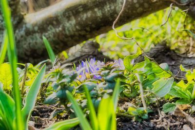 Close-up of flowering plant on field