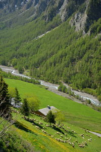 High angle view of grassy field