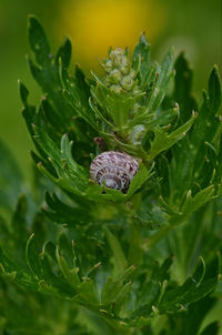 Close-up of a lizard on plant