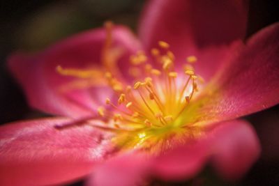 Macro shot of red flowering plant