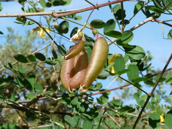 Low angle view of fruits on tree