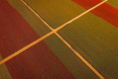 Skagit valley tulip festival. aerial shot of the colorful springtime tulip fields.