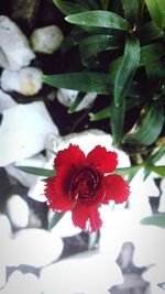 Close-up of red rose blooming outdoors