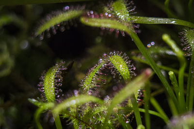 Close-up of plant