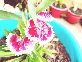 Close-up of multi colored flowers