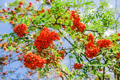 Low angle view of red berries on tree