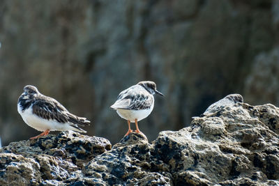 Close-up of bird perching on rock